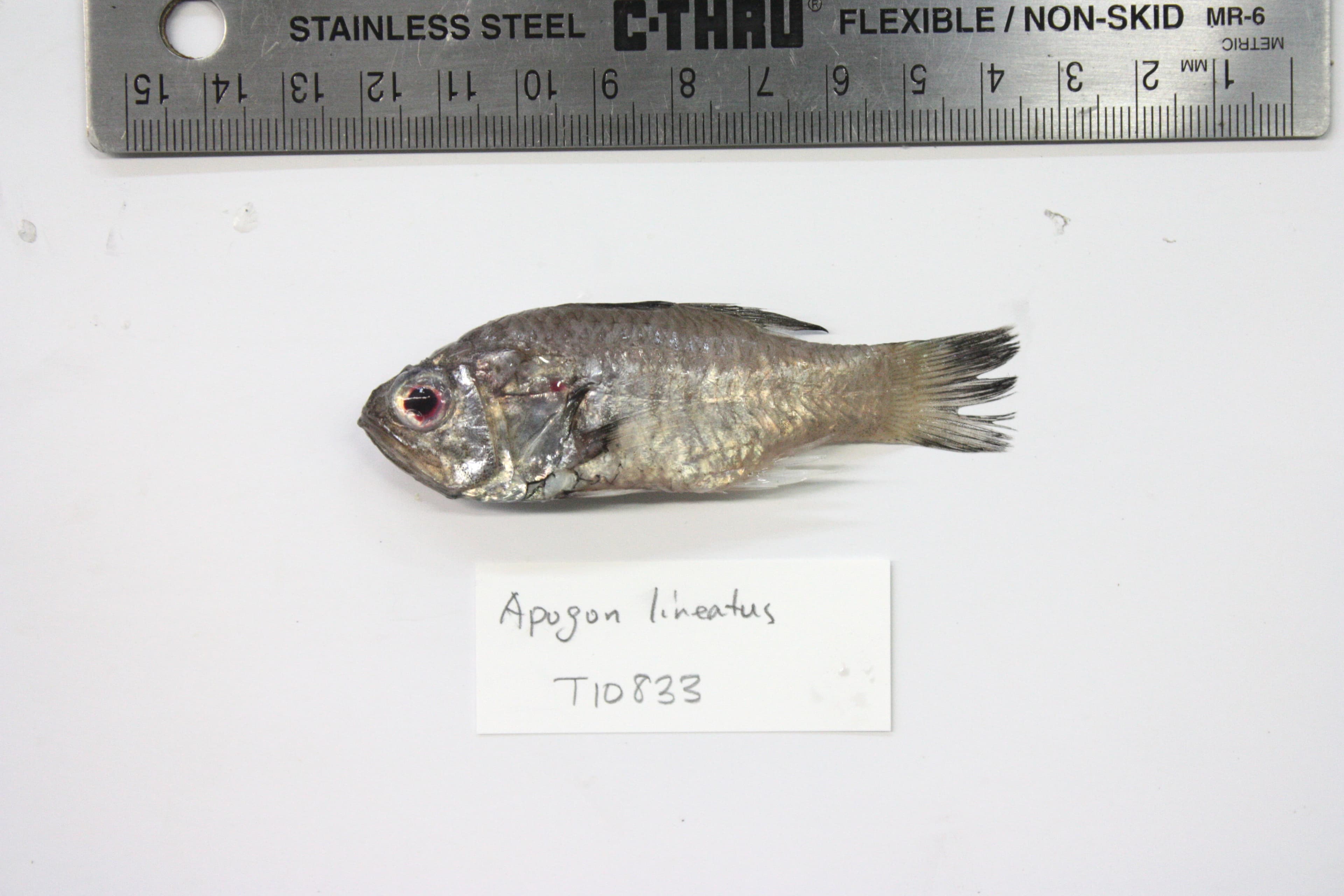 Spotfin Cardinalfish showing striped body and spotted fins