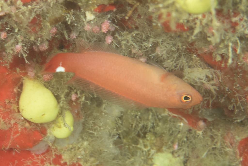 Spotfin Dottyback in a marine aquarium