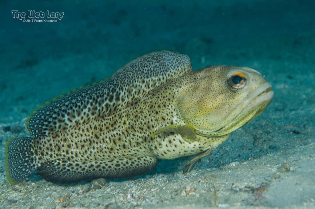 Spotfin Jawfish in a marine aquarium