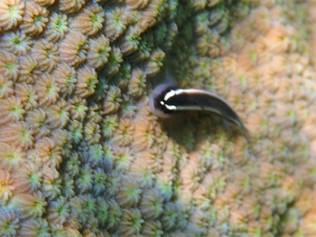 Spotlight Goby in a marine aquarium