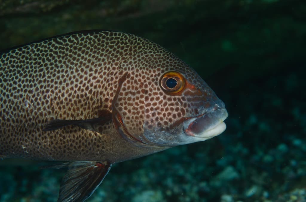 Spotted Sweetlips in a marine aquarium