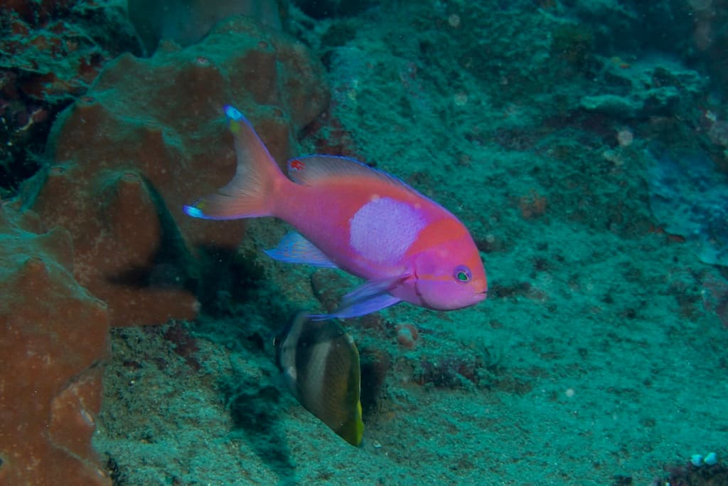 Squarespot Anthias in a marine aquarium