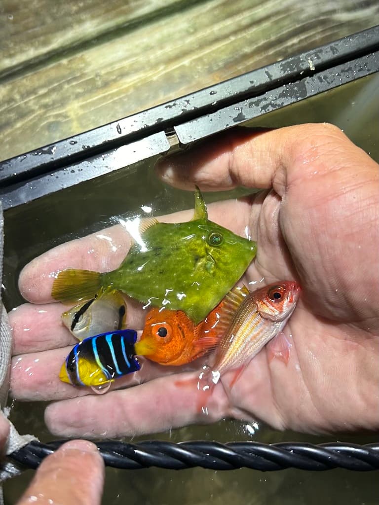 Squirrelfish displaying bright red coloration and large eyes