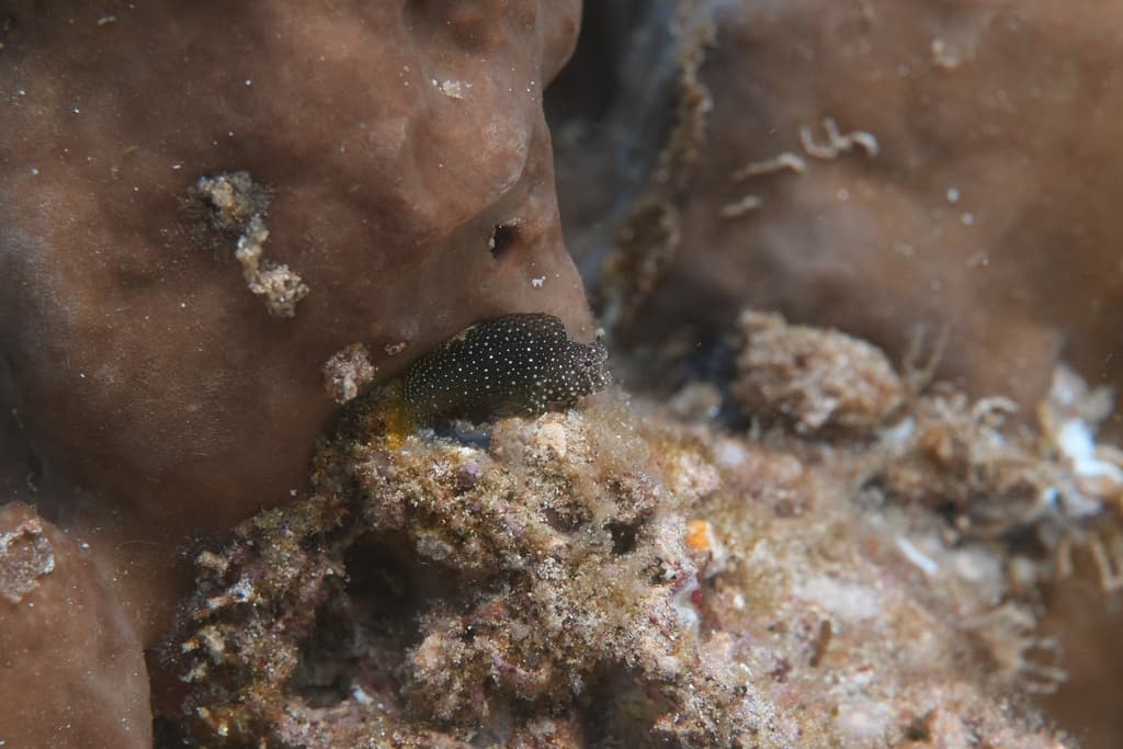 Starry Blenny in a marine aquarium