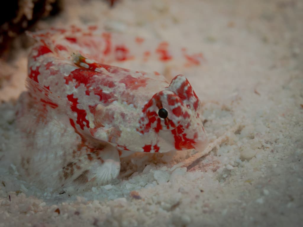 Starry Dragonet displaying red body with blue spots in a marine aquarium