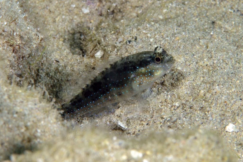 Starry Goby in a marine aquarium