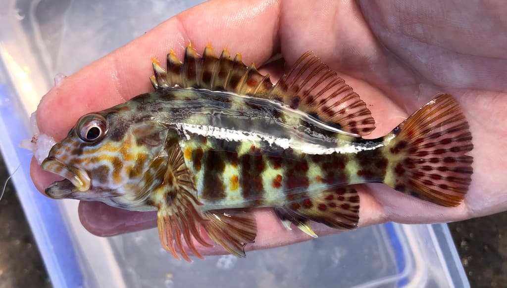 Stocky Hawkfish in a marine aquarium