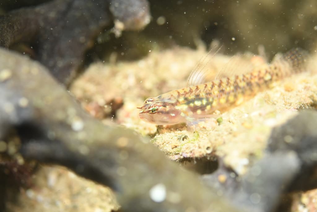 Storthynx Eviota in a marine aquarium