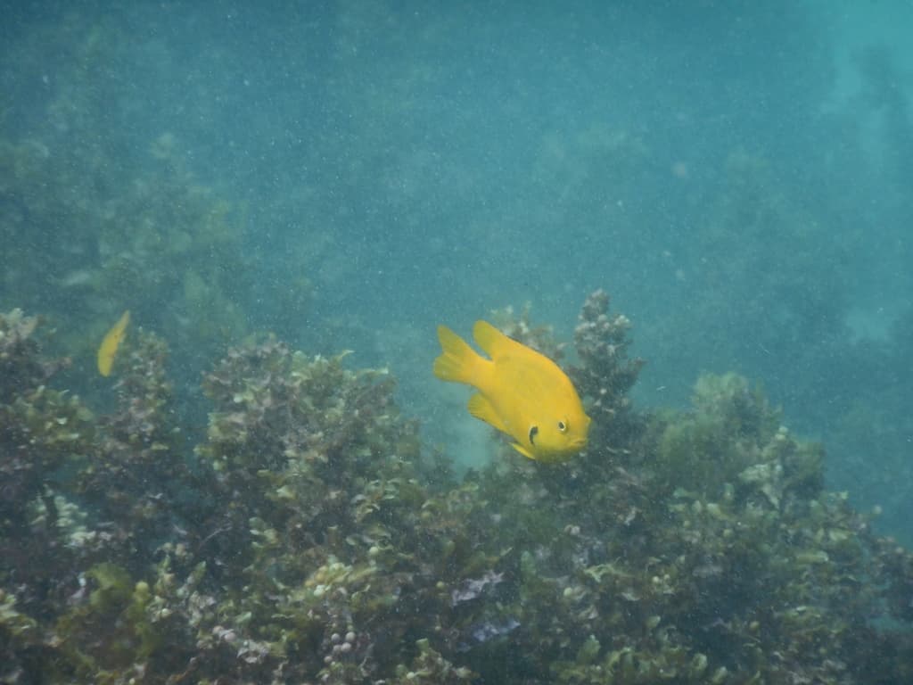 Sulfur Damselfish in a marine aquarium