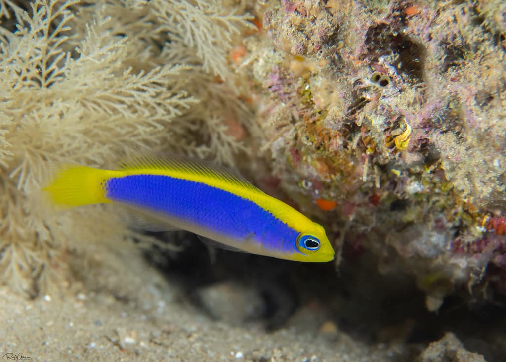 Sunrise Dottyback
