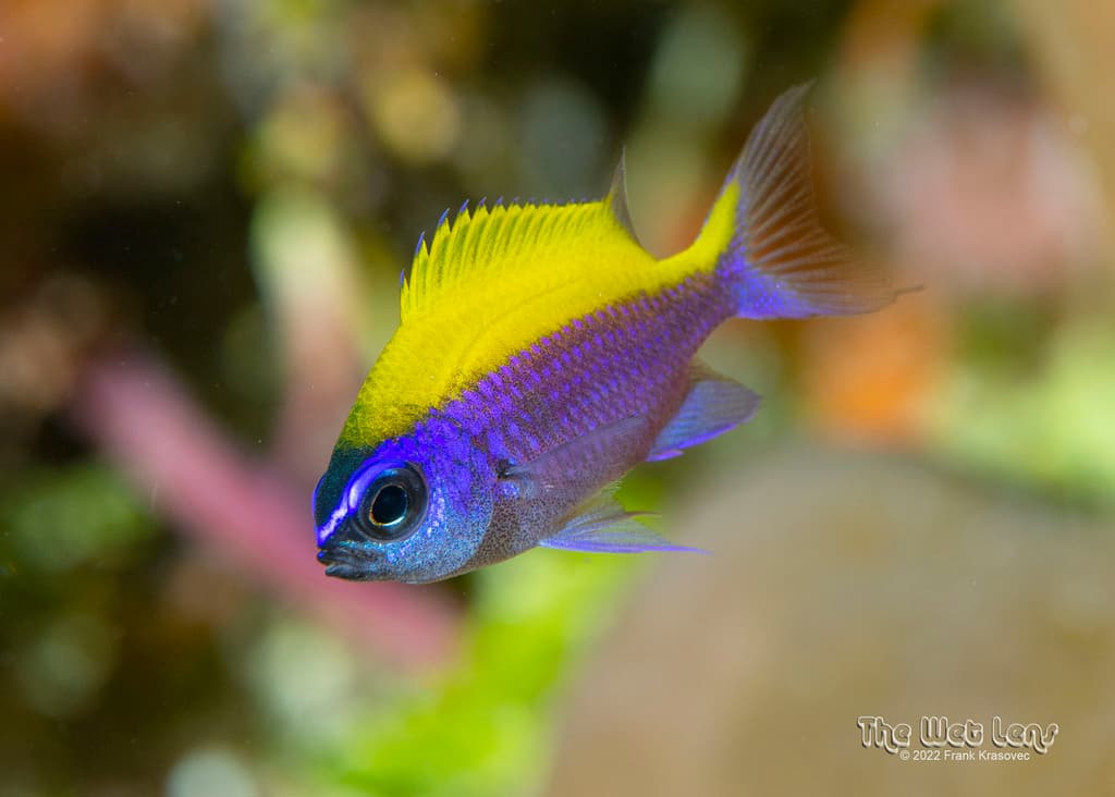Sunshine Chromis in a marine aquarium