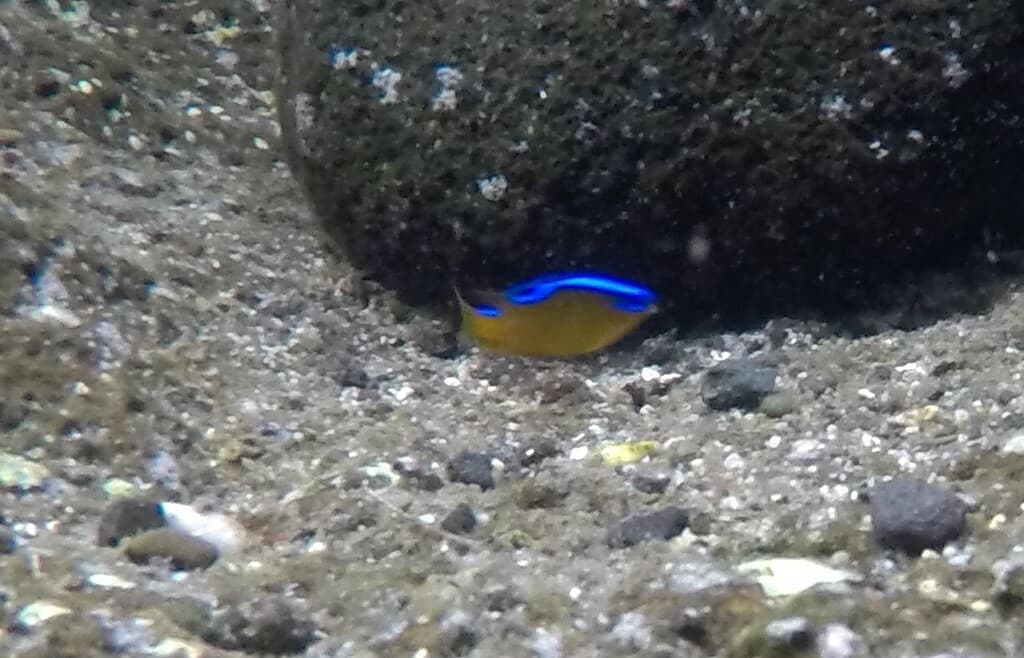Surge Damselfish in a marine aquarium