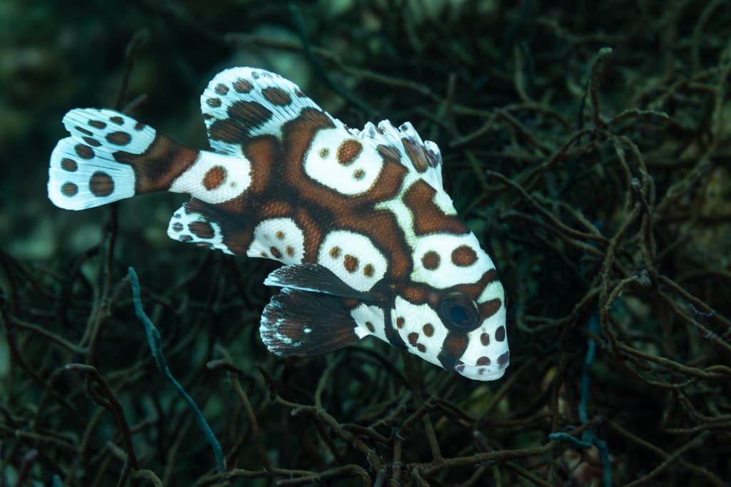 Sweetlips in a marine aquarium