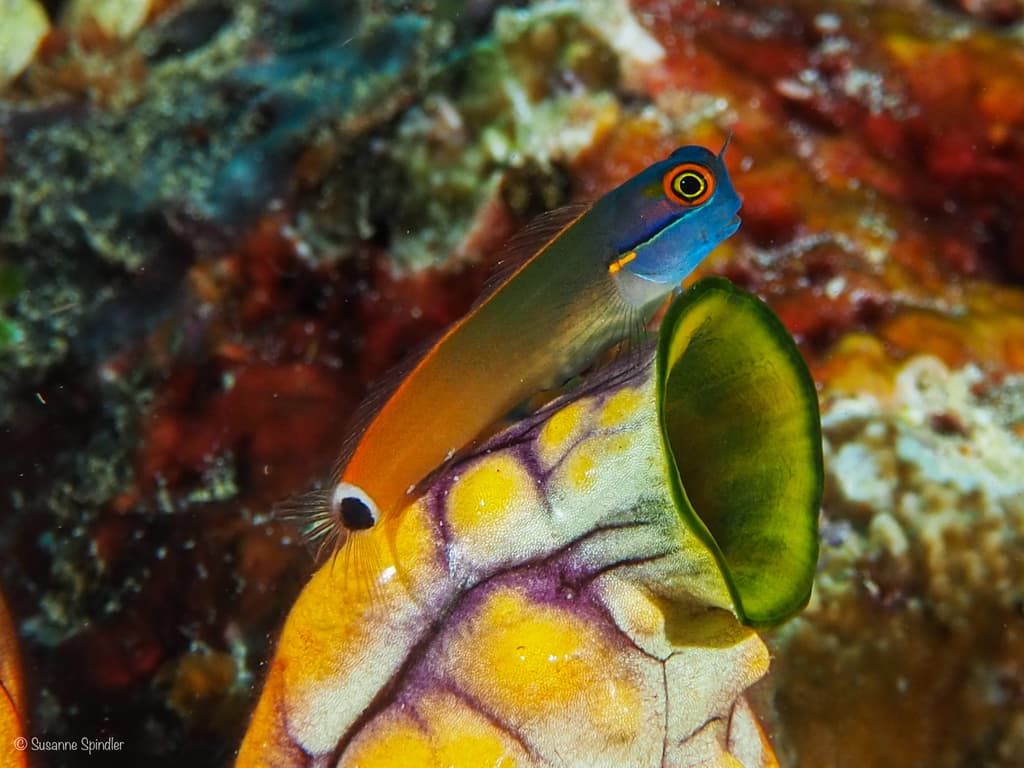 Tailspot Blenny in a marine aquarium