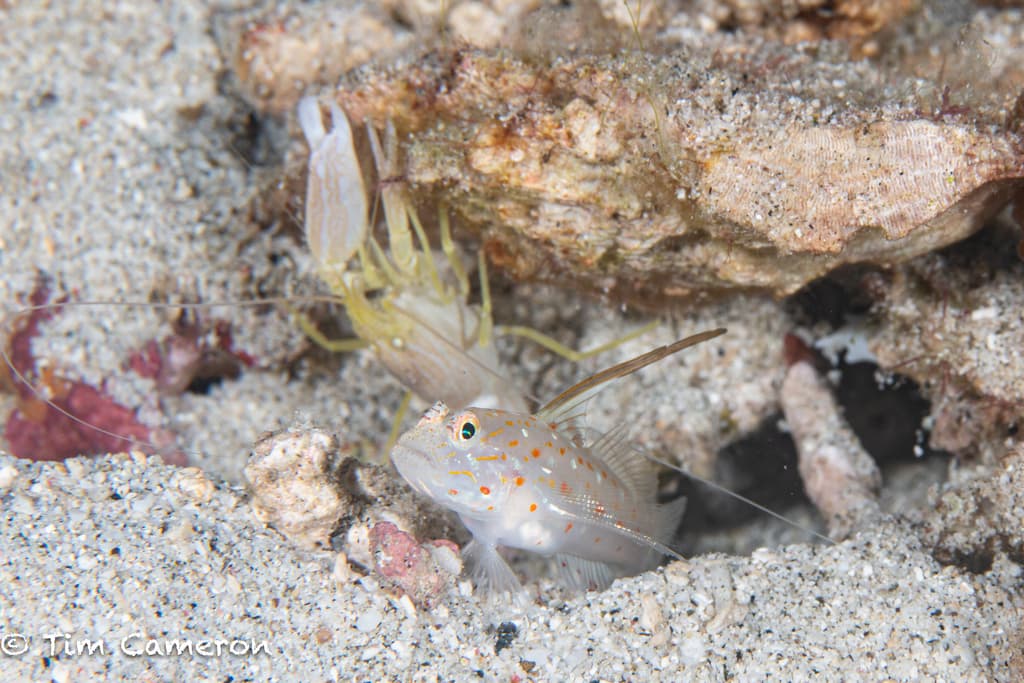 Tangaroa Goby in a marine aquarium
