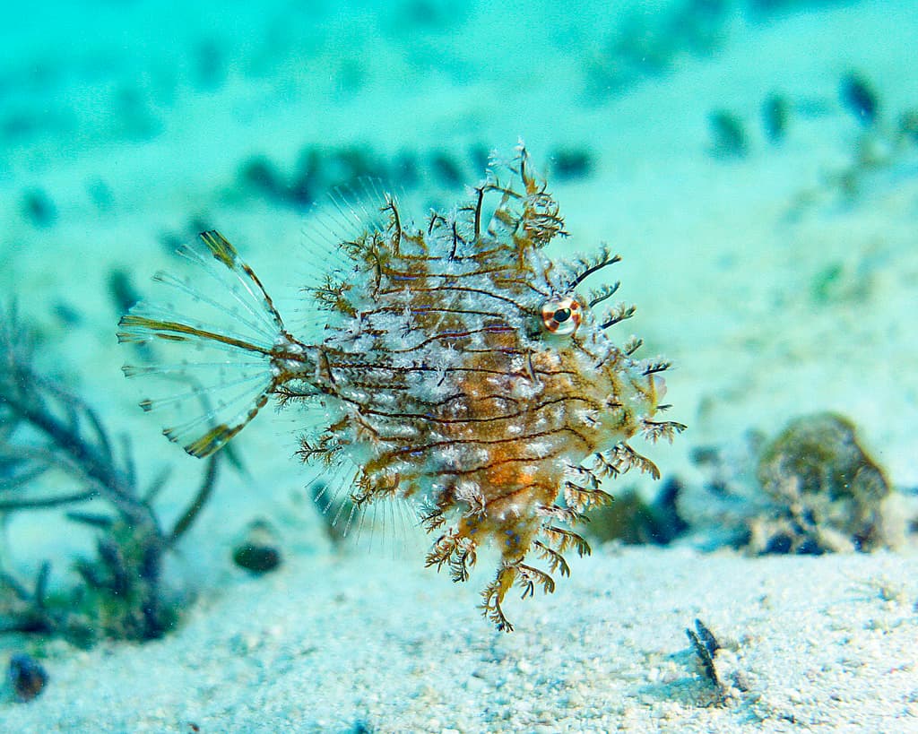 Tasseled Filefish showing elaborate skin appendages