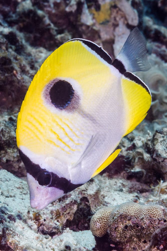 Teardrop Butterflyfish in a marine aquarium