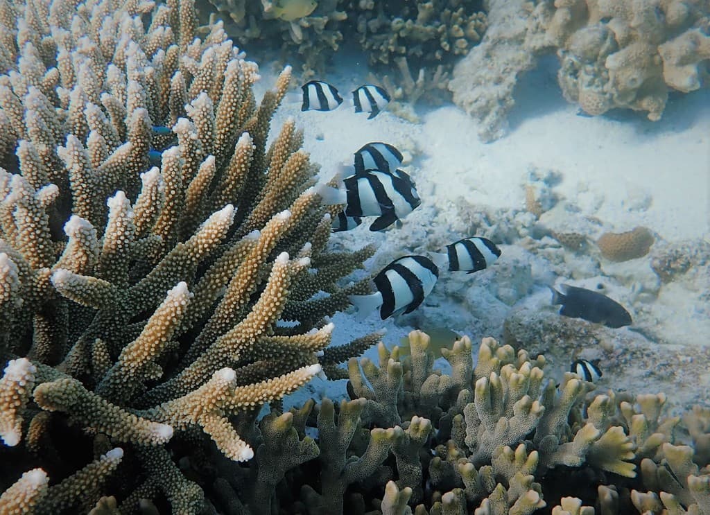Three Stripe Damsel in a marine aquarium