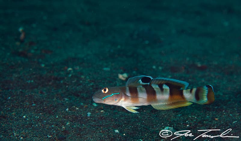 Tiger Goby in a marine aquarium