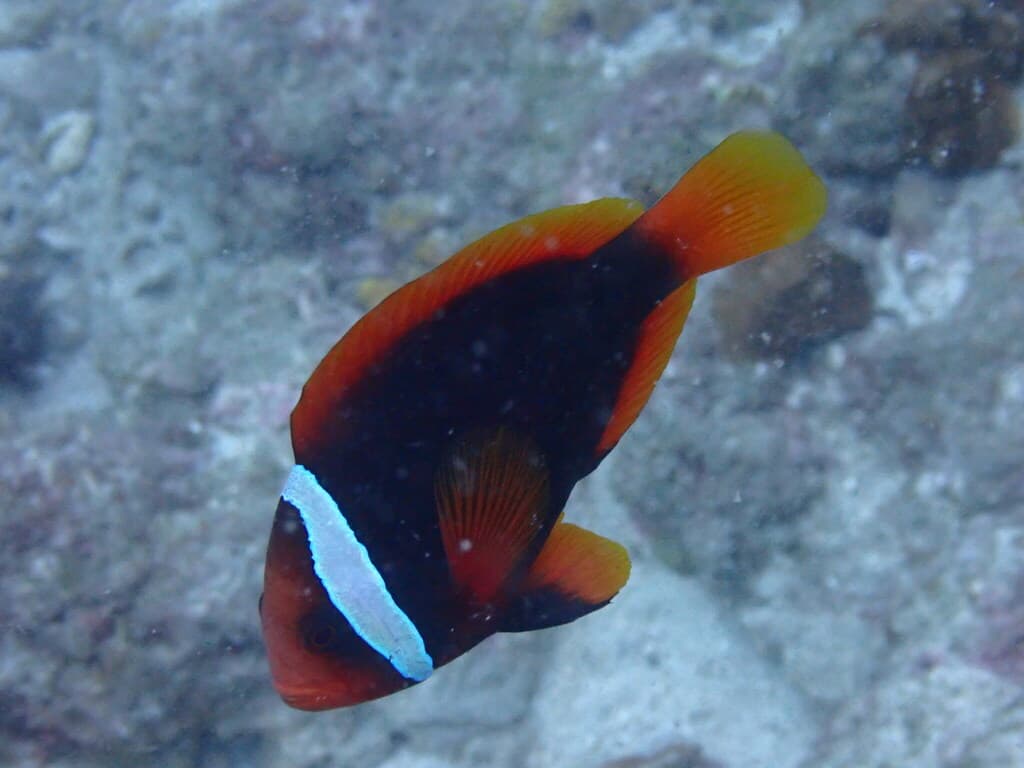 Tomato Clownfish in a marine aquarium