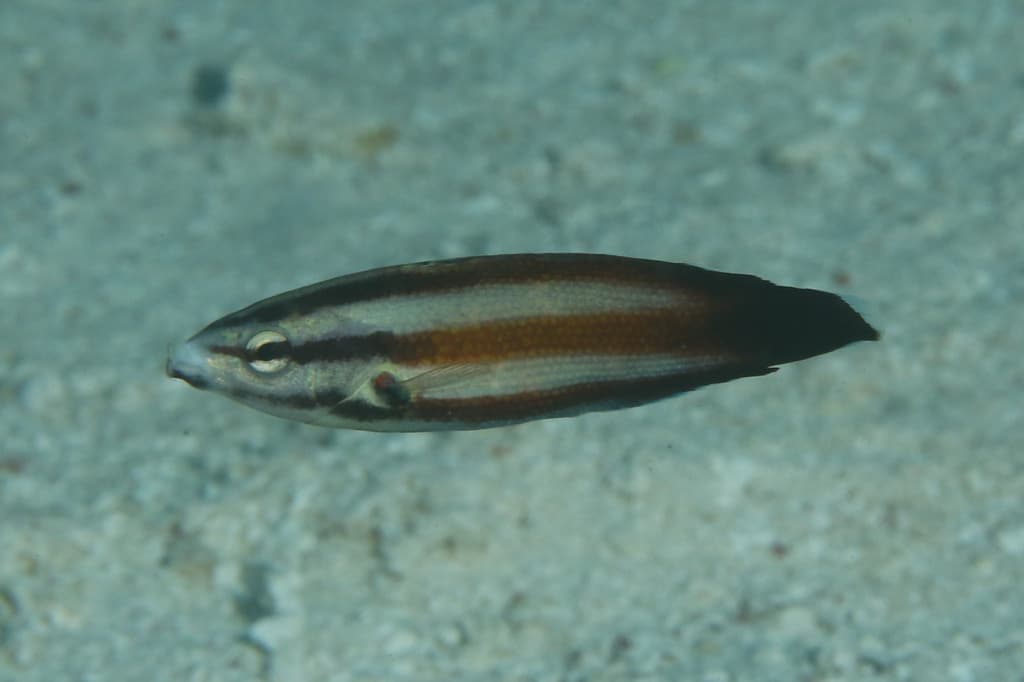 Tubelip Wrasse showing distinctive tubular lip structure
