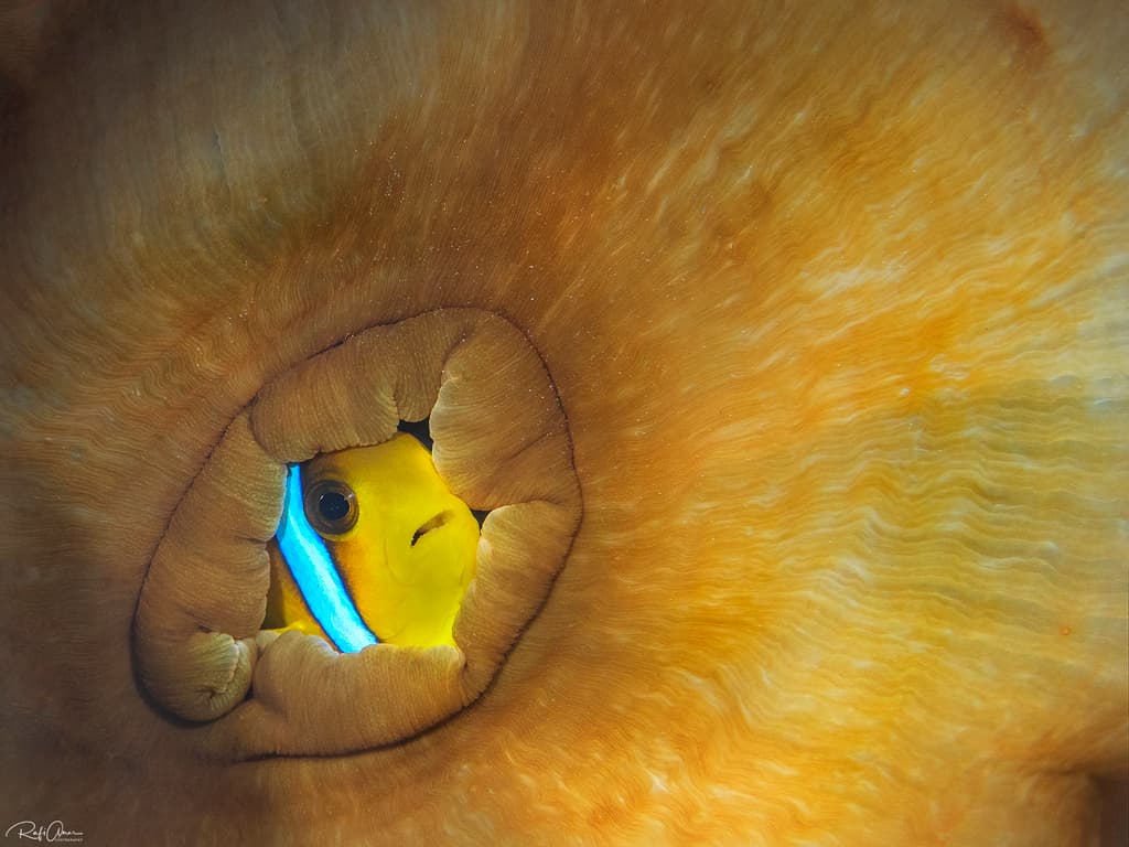 Two Band Clownfish in a marine aquarium