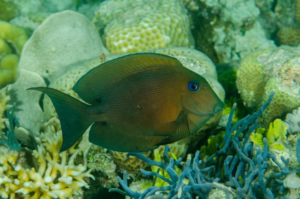 Two-Spot Bristletooth Tang in a marine aquarium