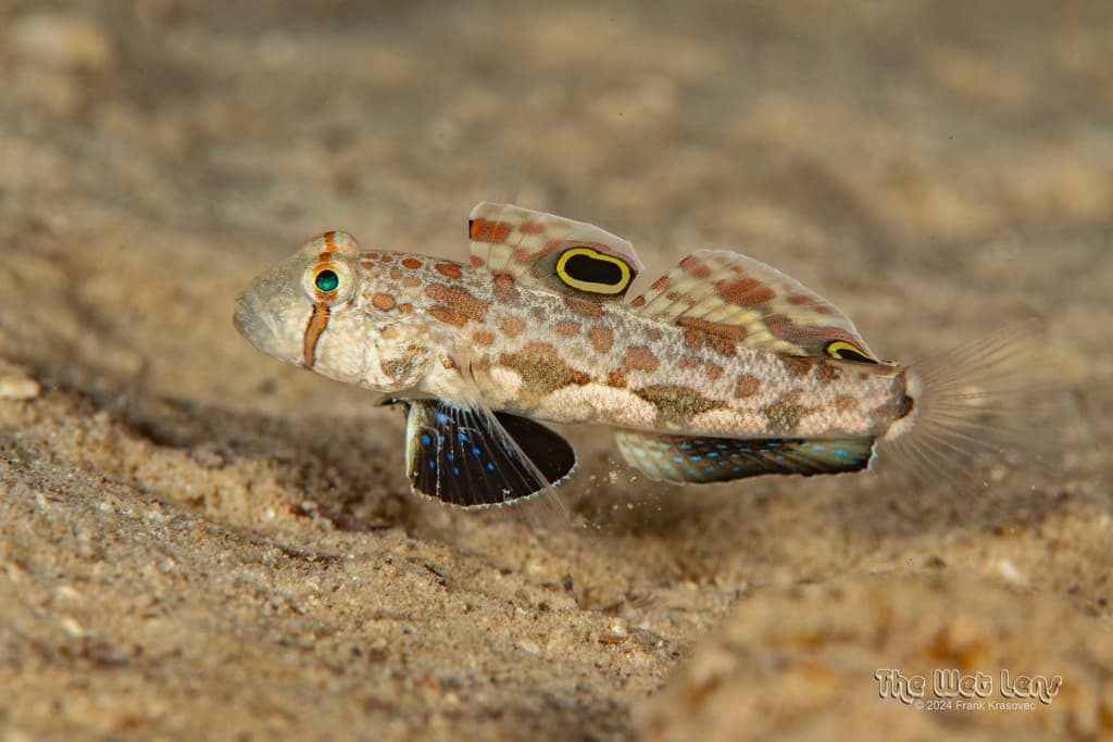 Two-Spot Goby in a marine aquarium