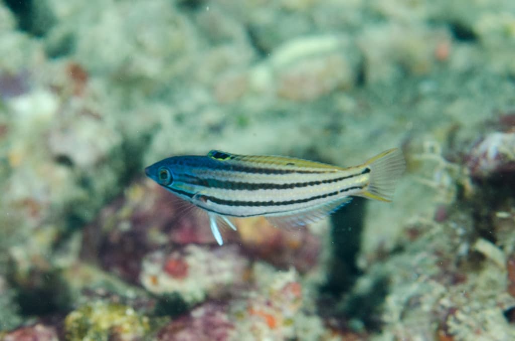 Two-tone Wrasse displaying white and purple bicolor pattern