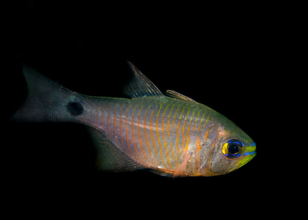 Twobelt Cardinalfish showing two distinctive dark bands