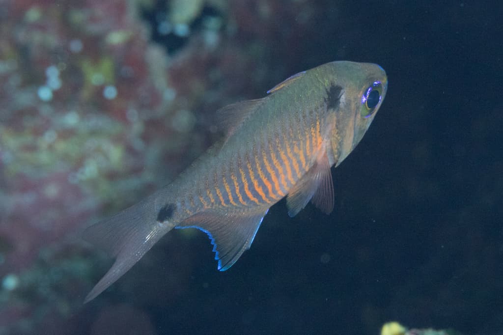 Twospot Cardinalfish showing two distinctive black spots