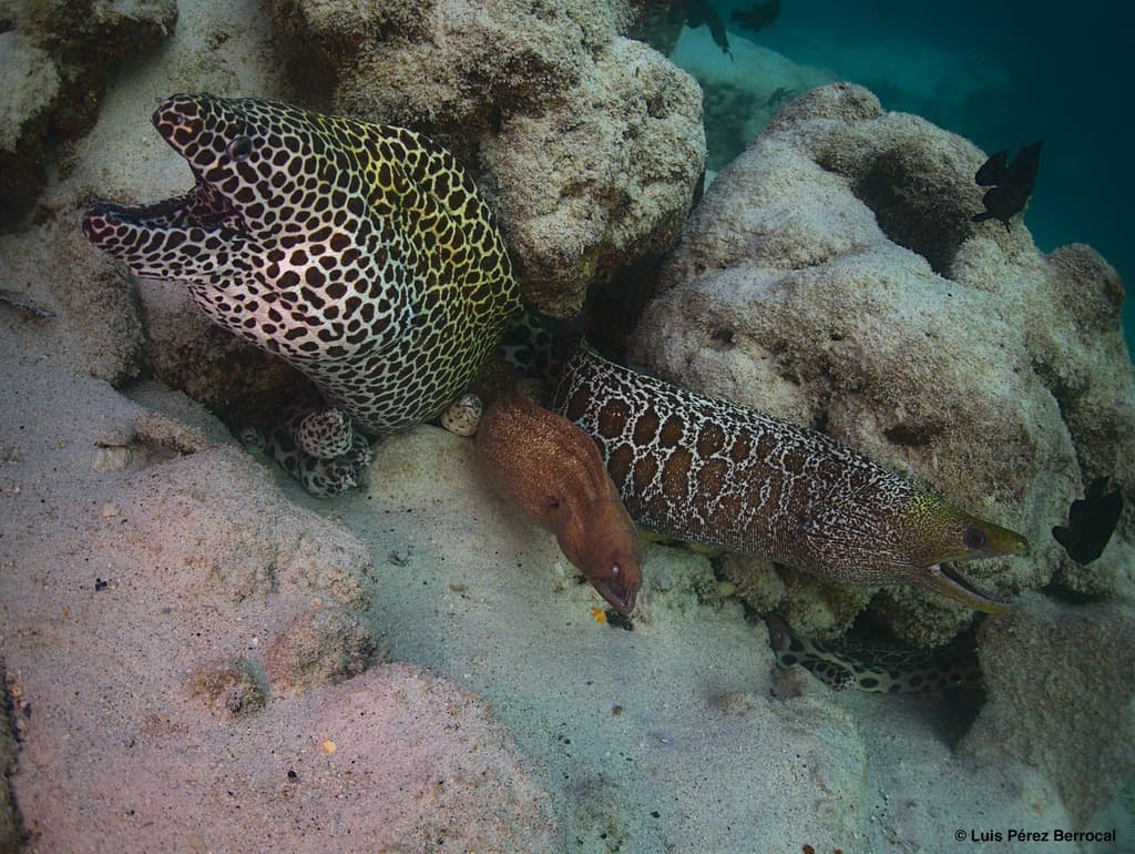 Undulated Moray in a marine aquarium