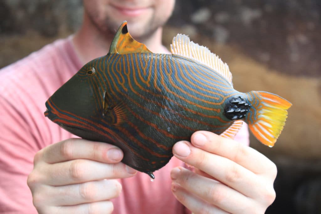 Undulated Triggerfish in a marine aquarium