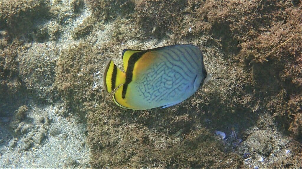 Vagabond Butterflyfish in a marine aquarium