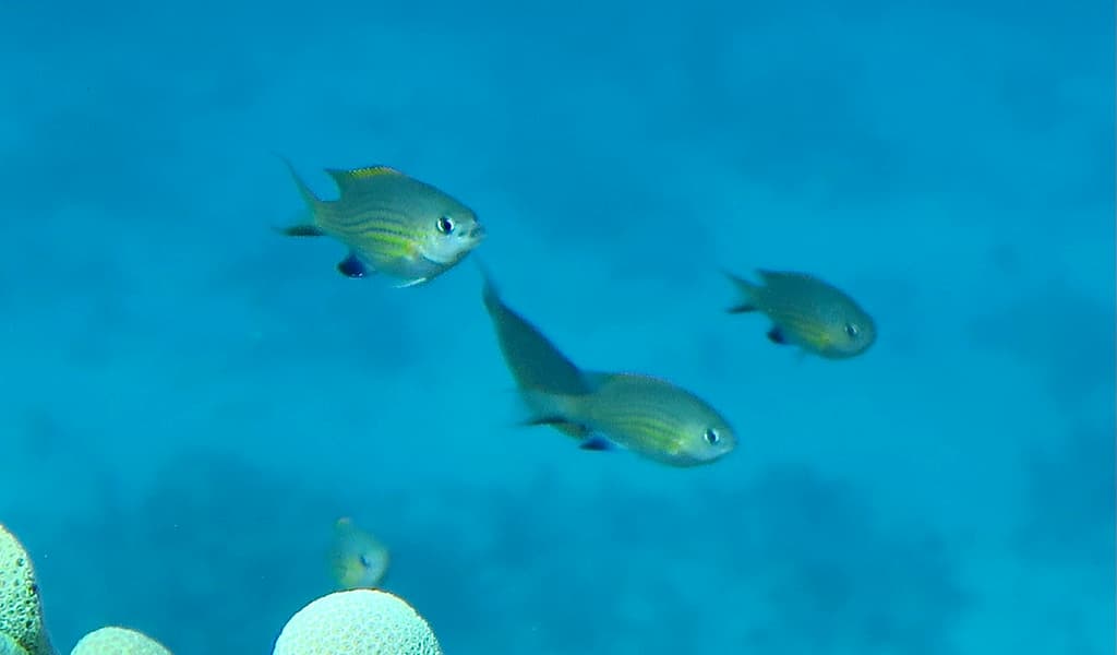 Vanderbilt's Chromis in a marine aquarium