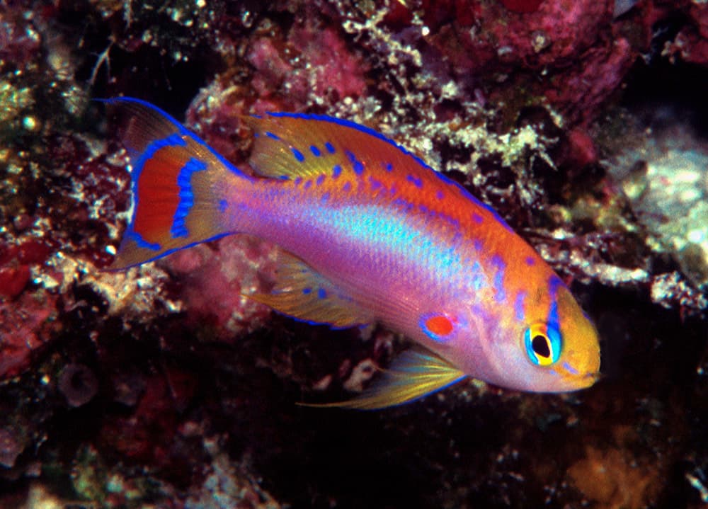 Ventralis Anthias in a marine aquarium