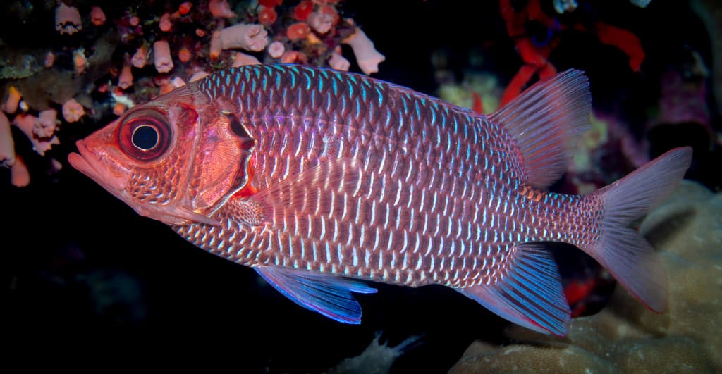 Violet Squirrelfish in a marine aquarium
