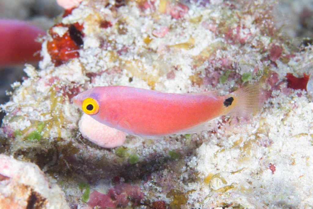 Walindi Fairy Wrasse in a marine aquarium
