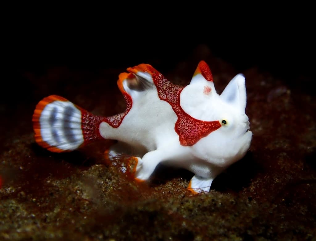 Wartskin Frogfish