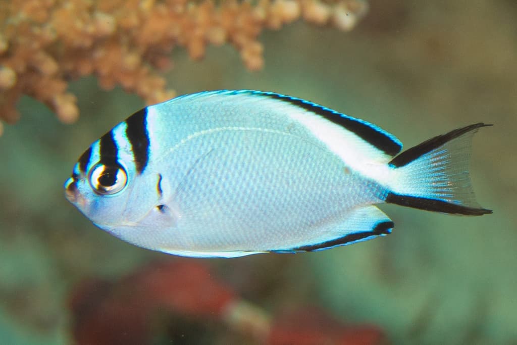 Watanabei Angelfish in a marine aquarium