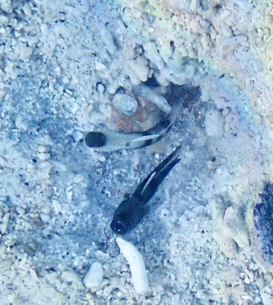 Yellow Watchman Goby