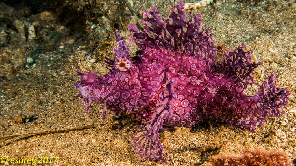Weedy Scorpionfish in a marine aquarium