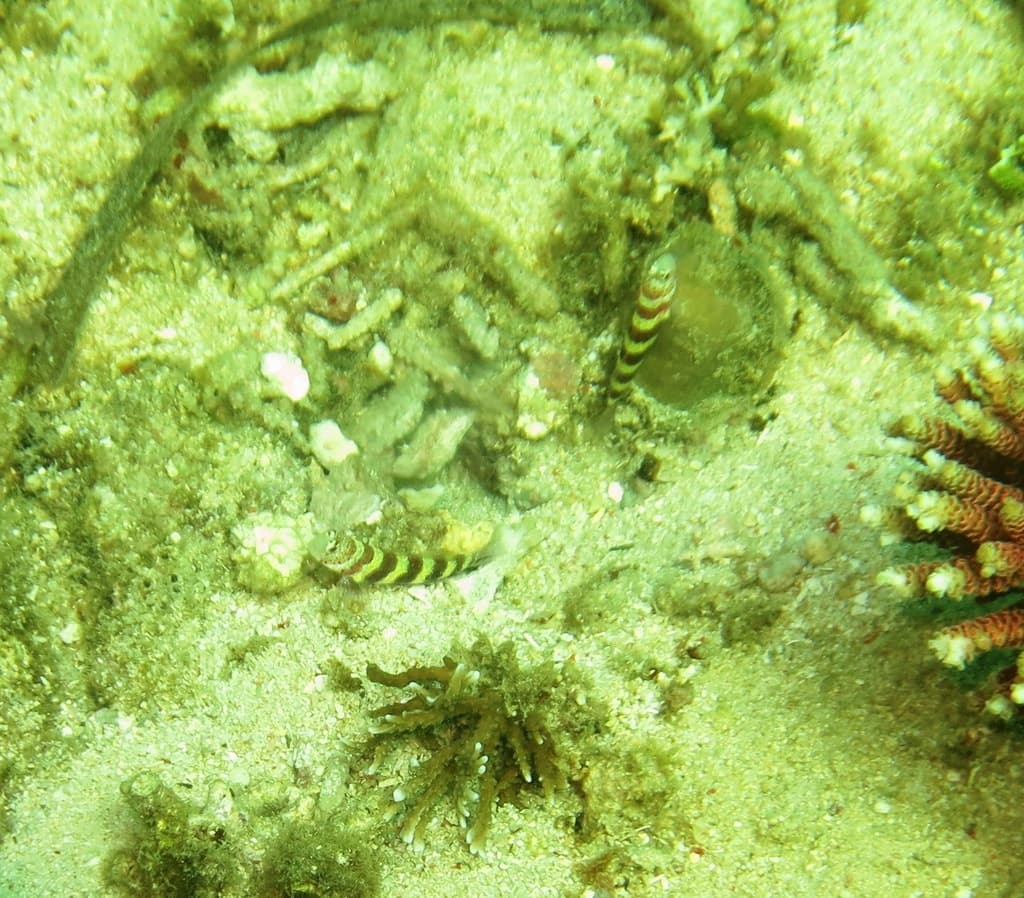 Wheeler's Goby in a marine aquarium