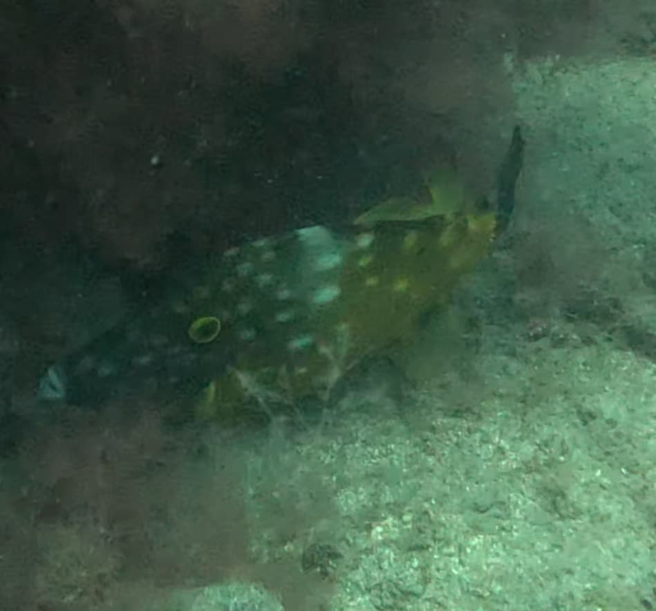 Whitespotted Filefish in a marine aquarium