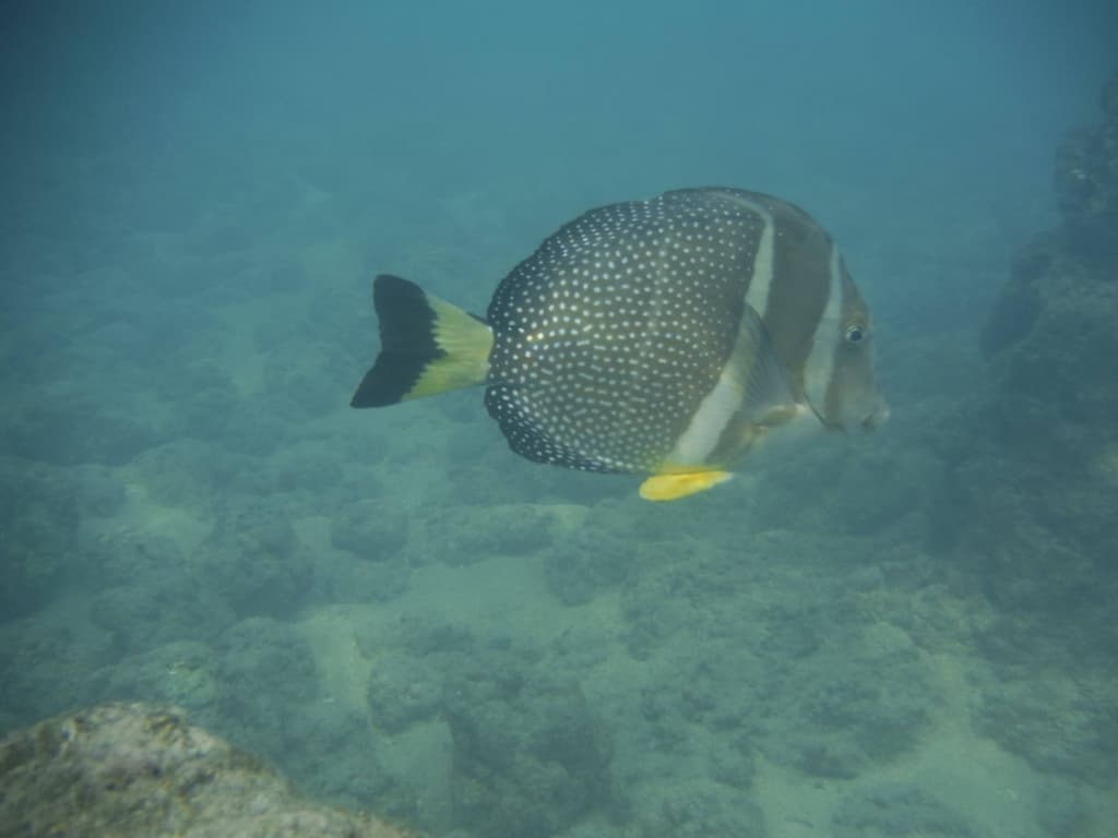 Whitespotted Surgeonfish in a marine aquarium