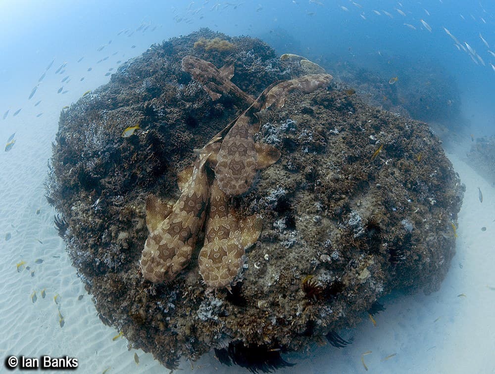 Spotted Wobbegong Shark camouflaged on rocky substrate in a marine aquarium
