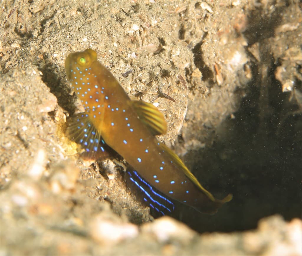 Y-Bar Watchman Goby in a marine aquarium