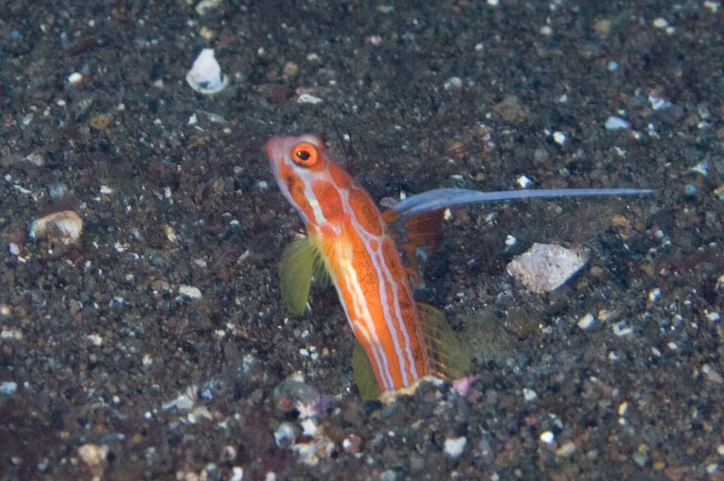 Yasha Goby in a marine aquarium