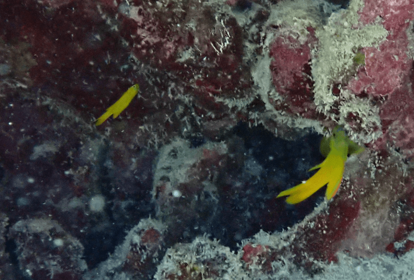 Yellow Assessor showing bright yellow coloration