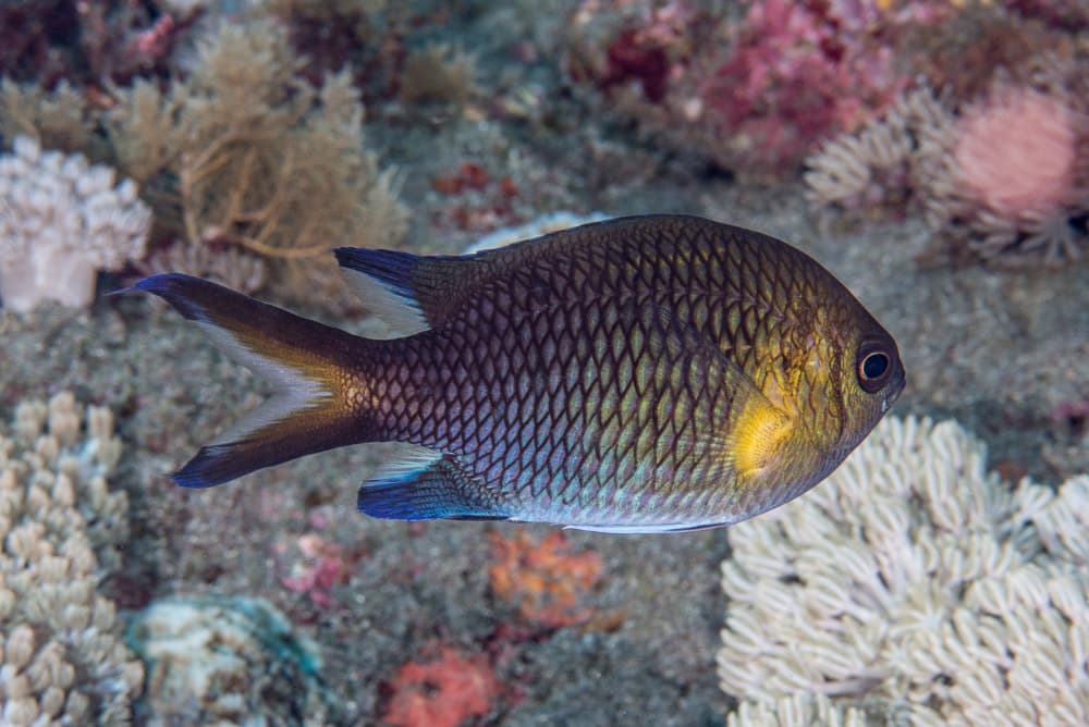Yellow-Axil Chromis in a marine aquarium